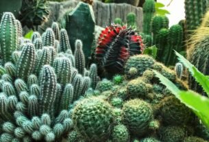 Dicas para jardins de cactos