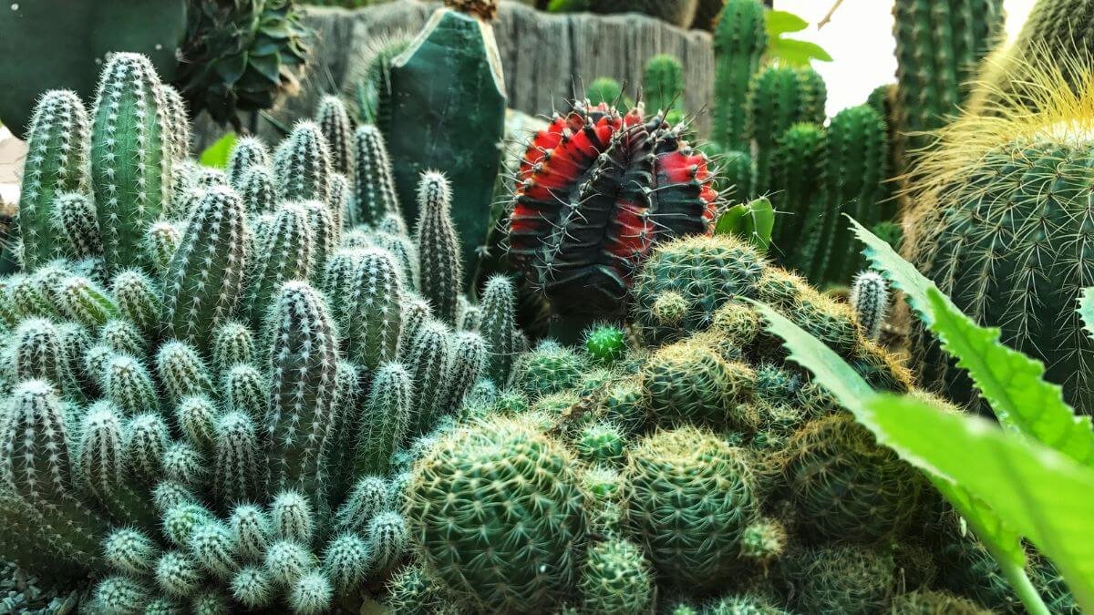 7 Dicas para Jardins de Cactos Que Você Precisa Conhecer