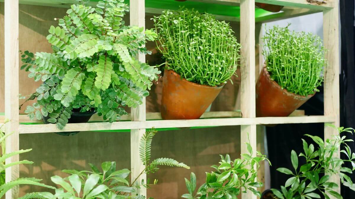 Horta Vertical: 7 Passos para Montar e Cultivar Seus Próprios Alimentos em Casa