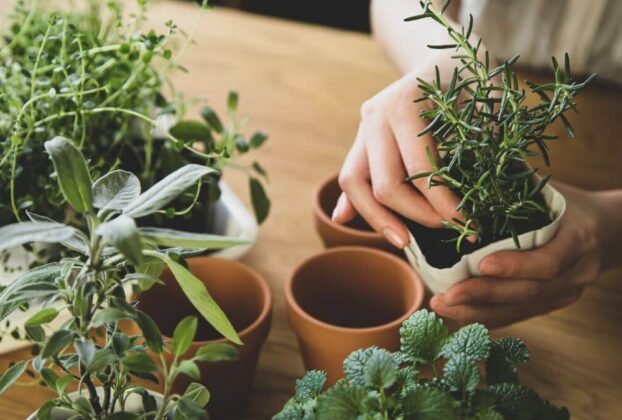 Jardins de ervas dicas e ideias