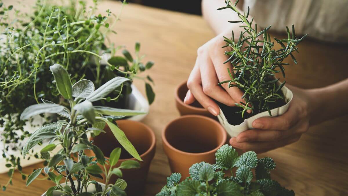 Jardins de Ervas: 7 Etapas Essenciais para Cultivar em Casa