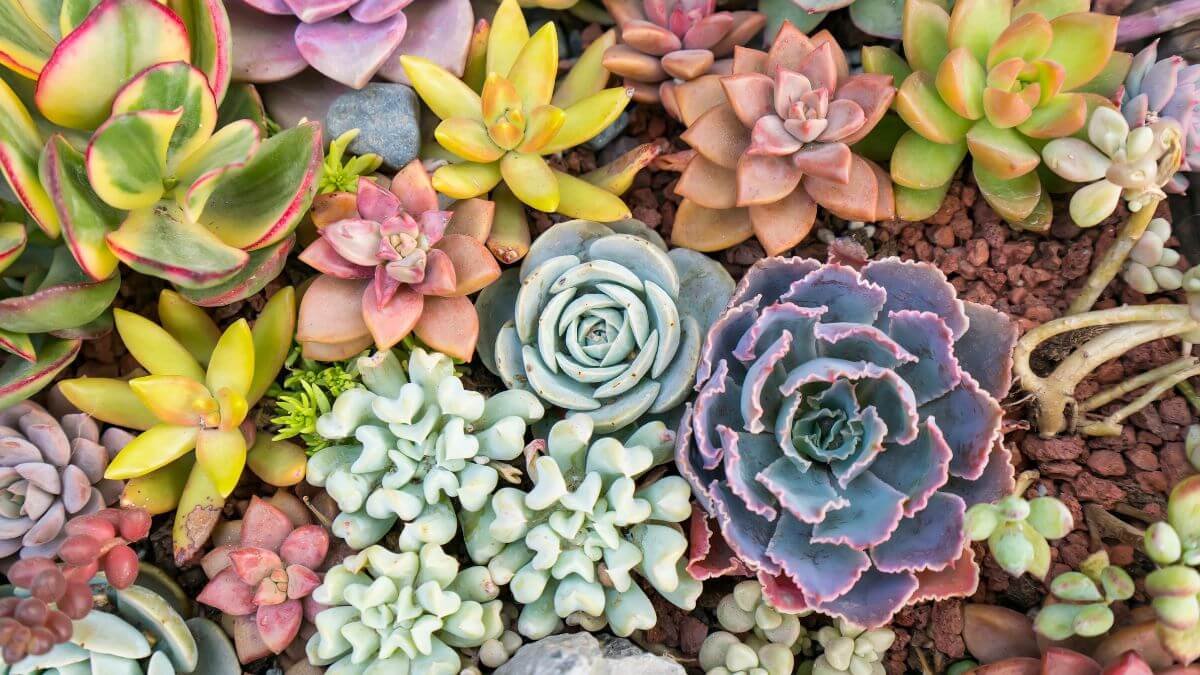 Jardim de Suculentas: 7 Cuidados Essenciais Para Cultivo Perfeito